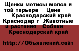 Щенки метисы мопса и той-терьера. › Цена ­ 1 000 - Краснодарский край, Краснодар г. Животные и растения » Собаки   . Краснодарский край